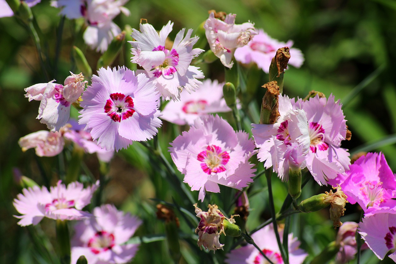 Гвоздика растение. Гвоздика перистая Садовая. Гвоздика перистая (Dianthus plumarius `Desmond`). Гвоздика перистая Мэгги. Гвоздика перистая Балатон.